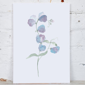 Lilac Blue Sweet Pea Art Print
