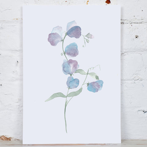 Lilac Blue Sweet Pea Art Print